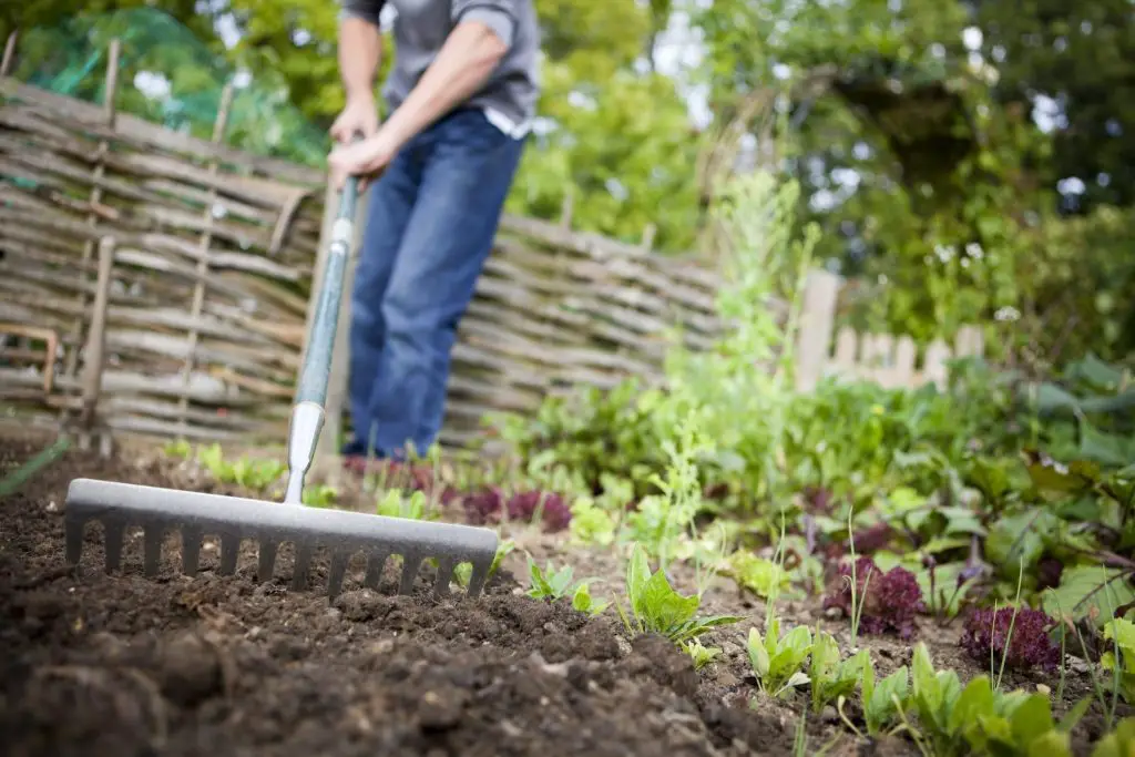How to make a vegetable garden from scratch, from soil preparation to ...