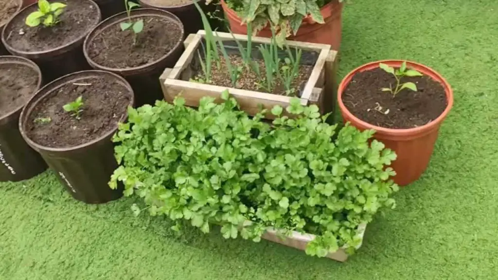How to grow parsley at home all year round only in this way will you