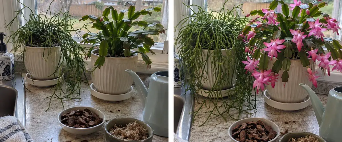 Rhipsalis and Christmas cactus before and after care at home, with orchid bark and peat moss visible.
