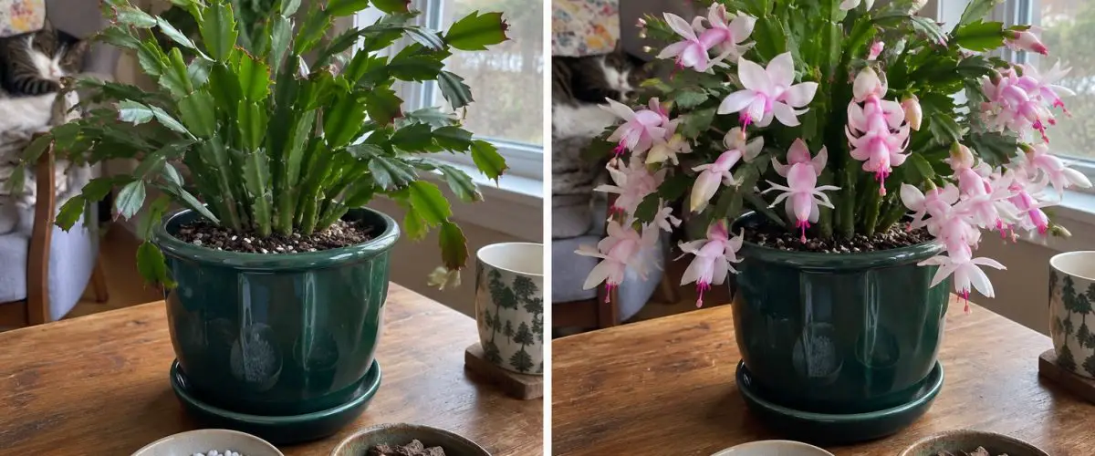 Christmas cactus before and during flowering, with perlite and orchid bark.