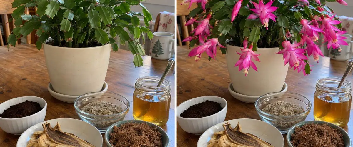 Christmas cactus before and during flowering, with coffee grounds, dried banana, honey, sand, and coconut fiber.