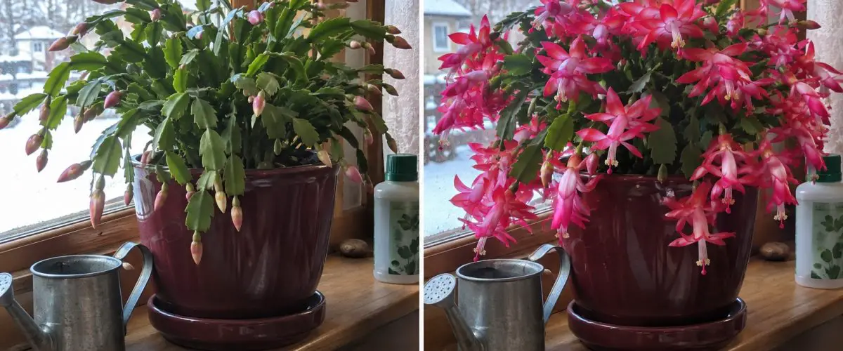 Christmas cactus with buds and later with open flowers at a home window.