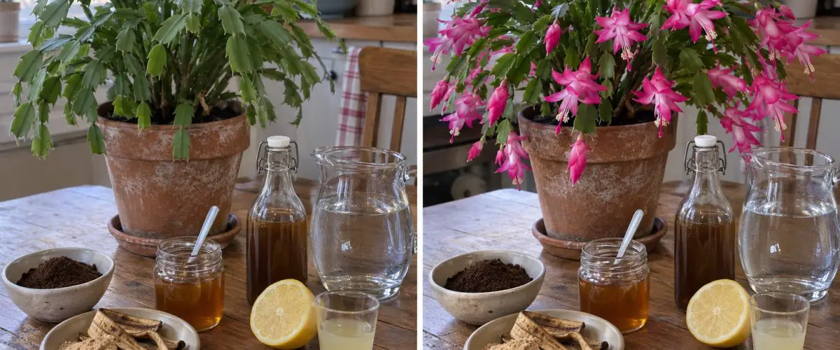 Christmas cactus before and during flowering with coffee grounds, banana peel powder, honey, and lemon.