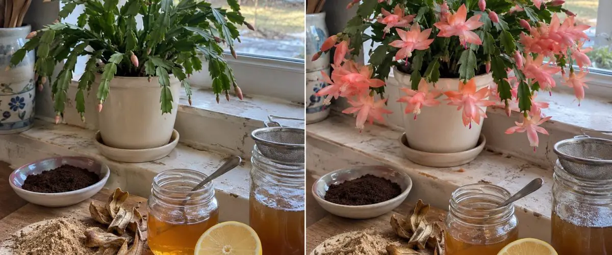 Christmas cactus before and during flowering with coffee grounds, banana peel powder, honey, and lemon.