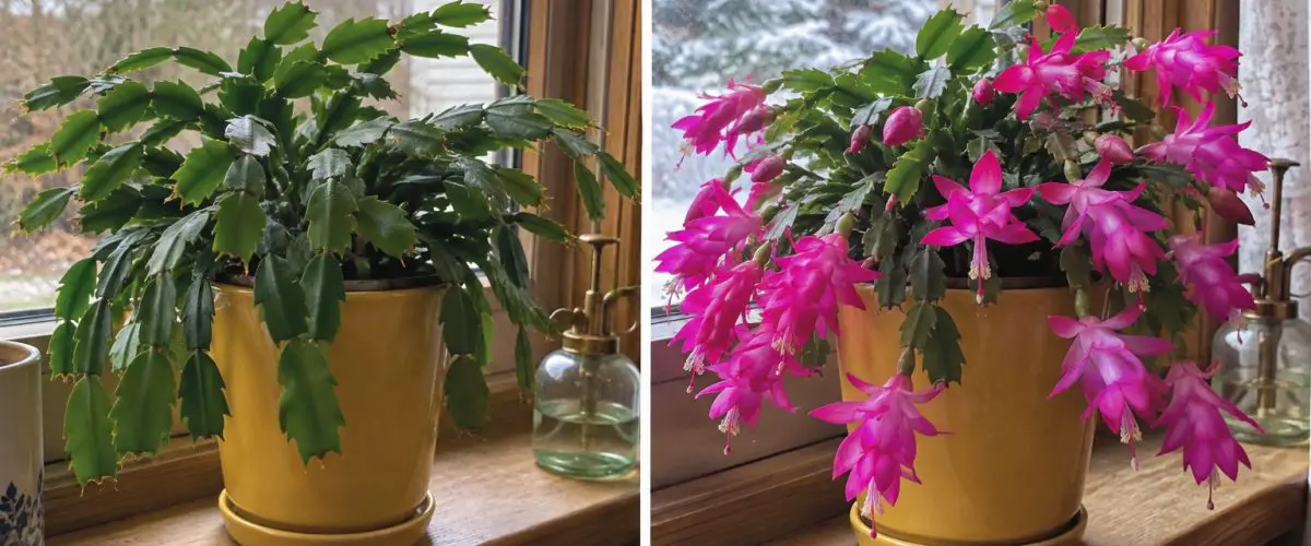 Christmas cactus before and during flowering in a home setting.