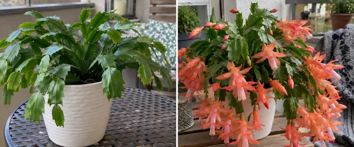 Christmas cactus before and during flowering in a home setting.