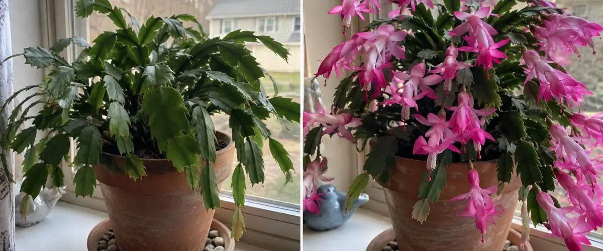 Christmas cactus before and during flowering in a home setting.