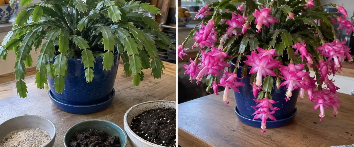 Christmas cactus before and during flowering in a home setting.