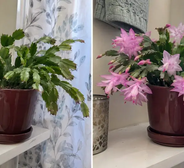 Christmas cactus before and during flowering in a home setting.