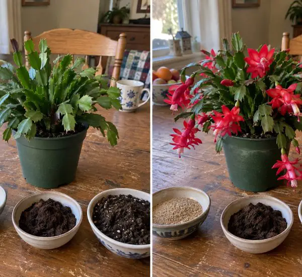 Christmas cactus before and during flowering in a home setting.