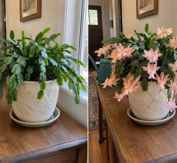 Christmas cactus before and during flowering in a home setting.