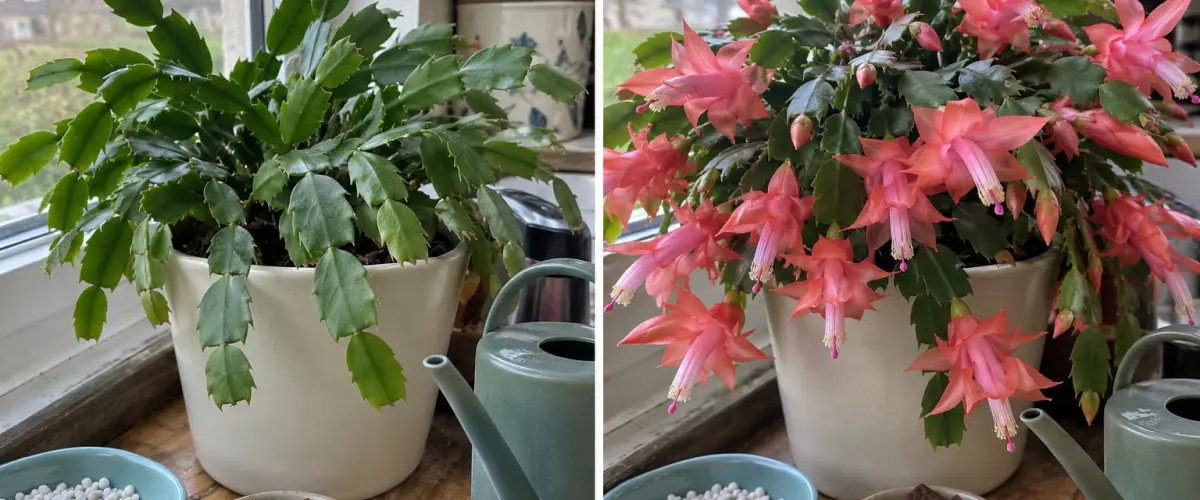 Christmas cactus before and during coral-pink flowering at home, with perlite and orchid bark beside its pot.